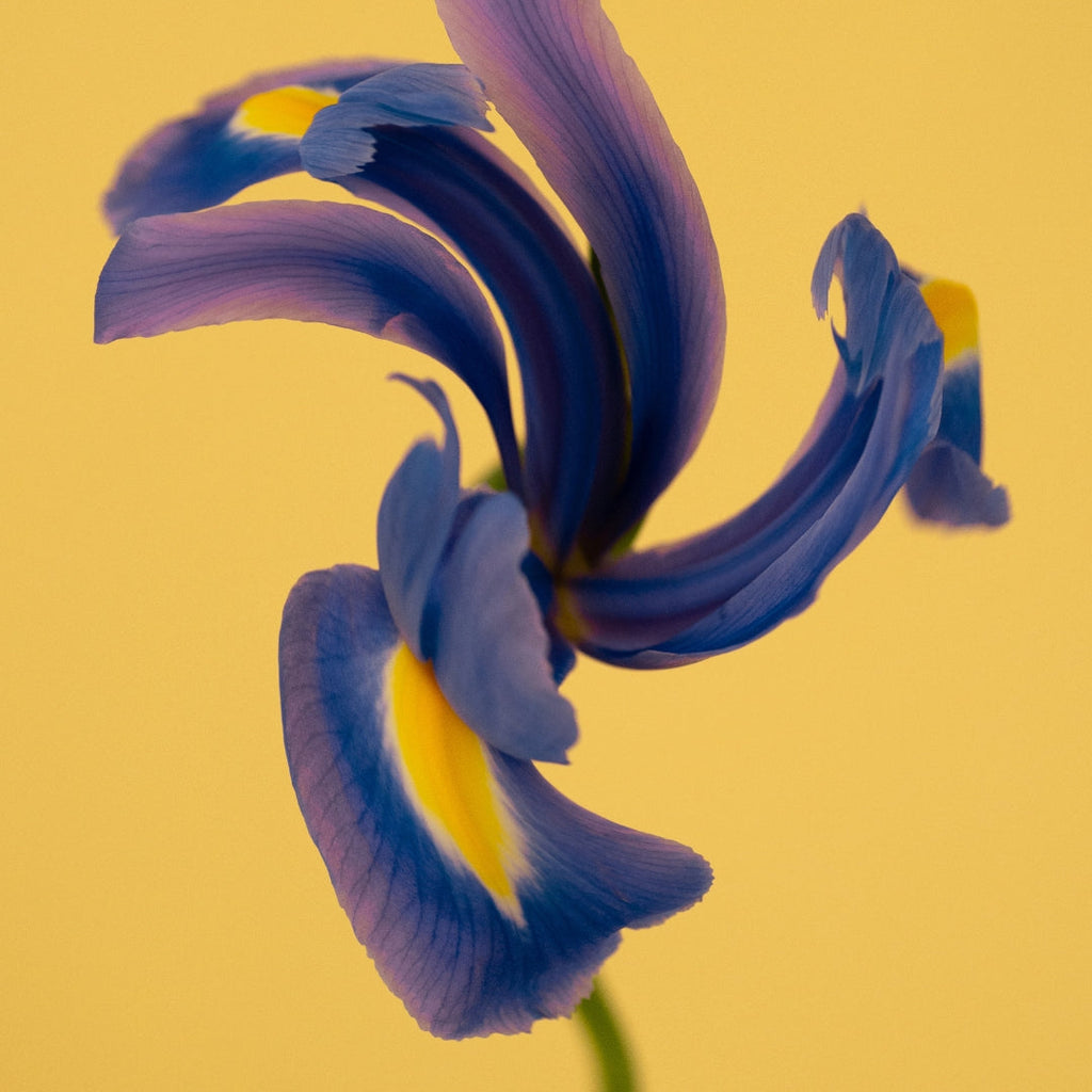 Iris Malikhân