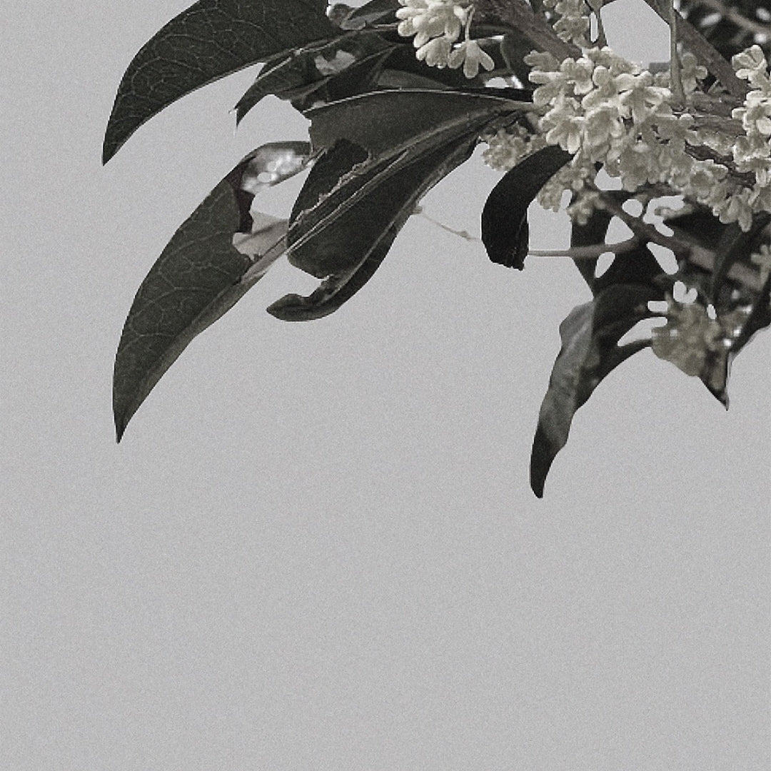 Osmanthus Tea